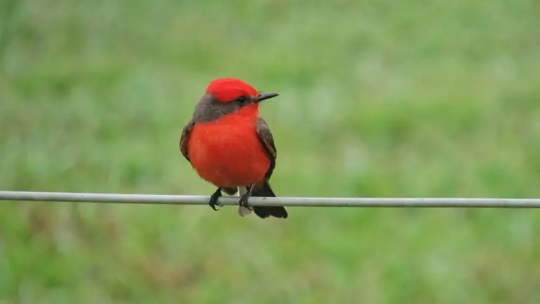 vermilion flycatcher