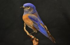 Western Bluebird