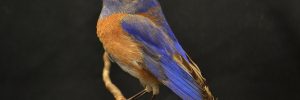 Attracting Bluebirds