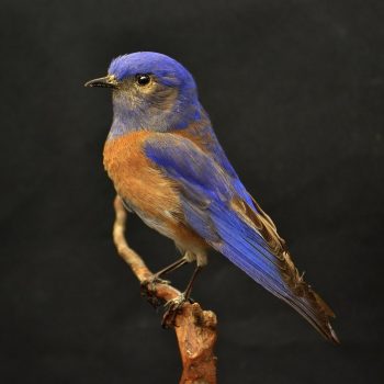 Western Bluebird