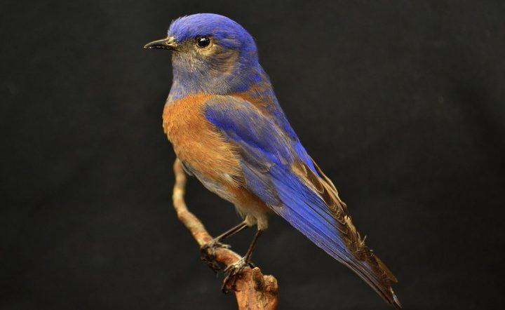 Attracting Bluebirds