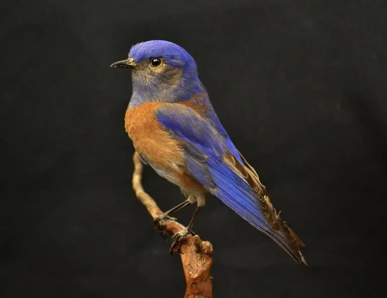 western bluebird