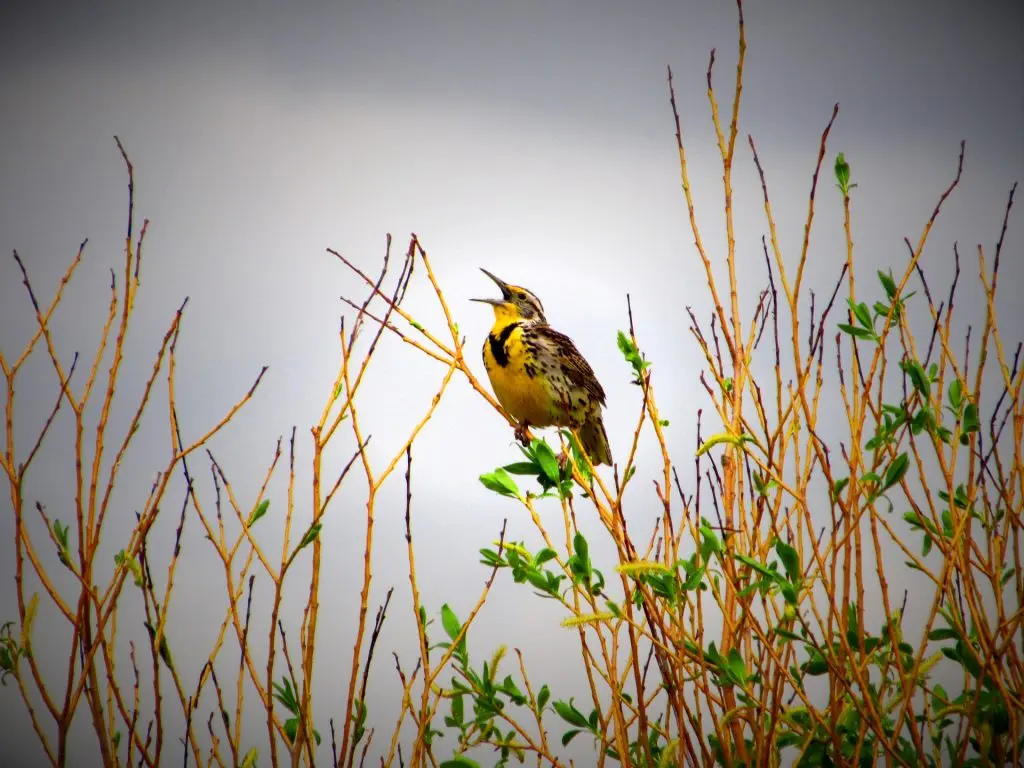 western meadowlark