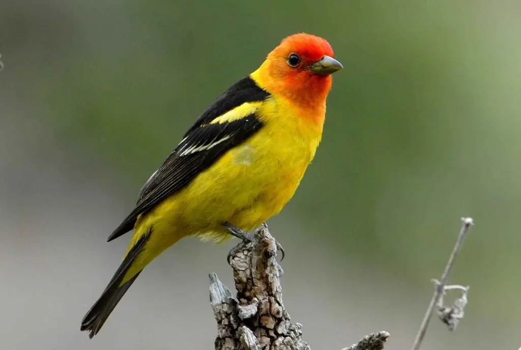 Red, Orange, and Yellow Birds Found in New Hampshire