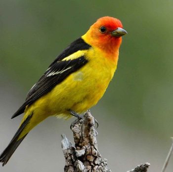 Western Tanager