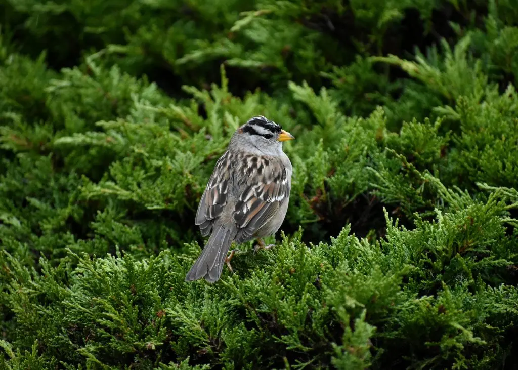 white-crowned sparrow