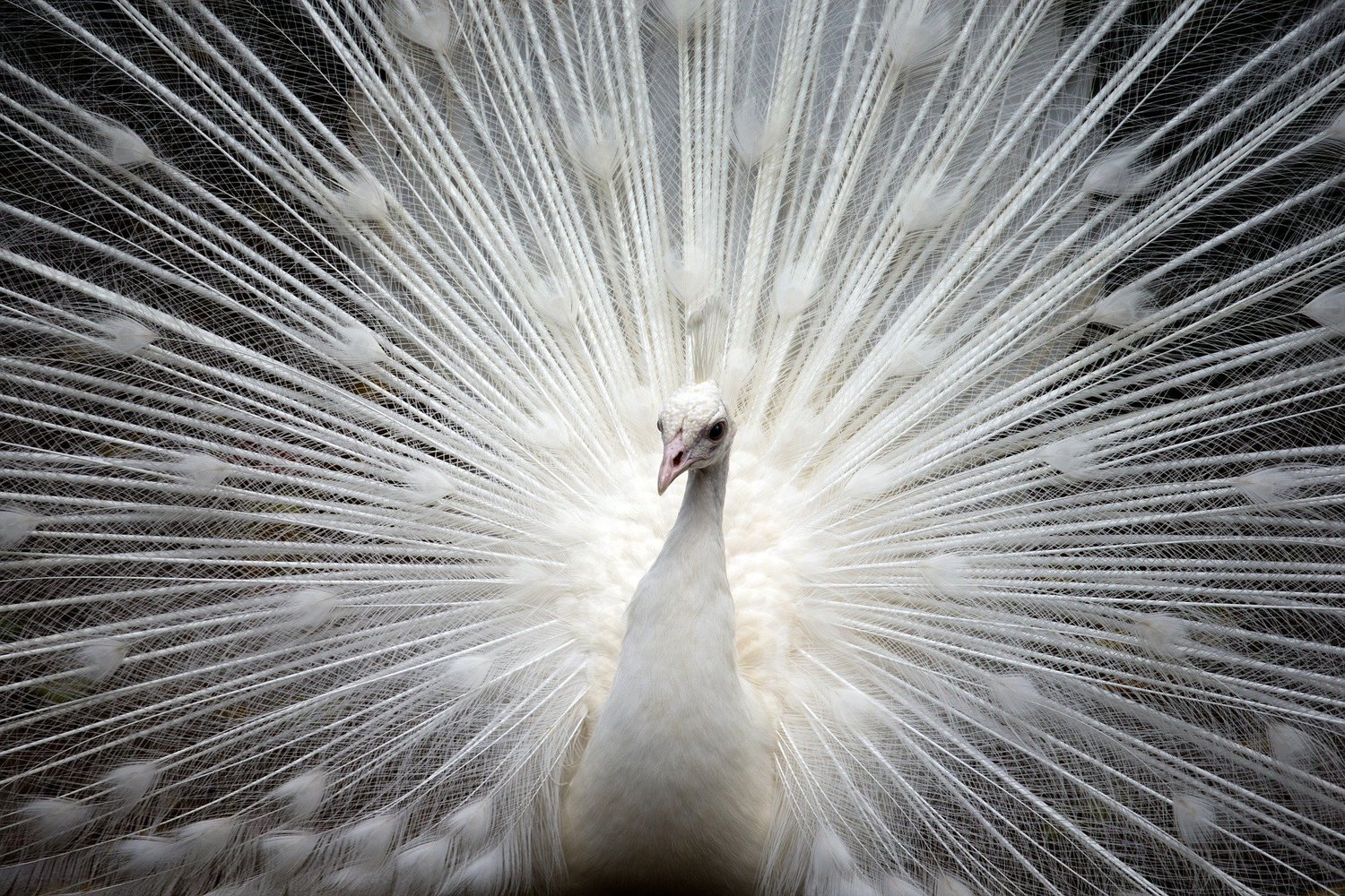 Sensational White Peacocks - All the Facts and Pictures - Bird Advisors