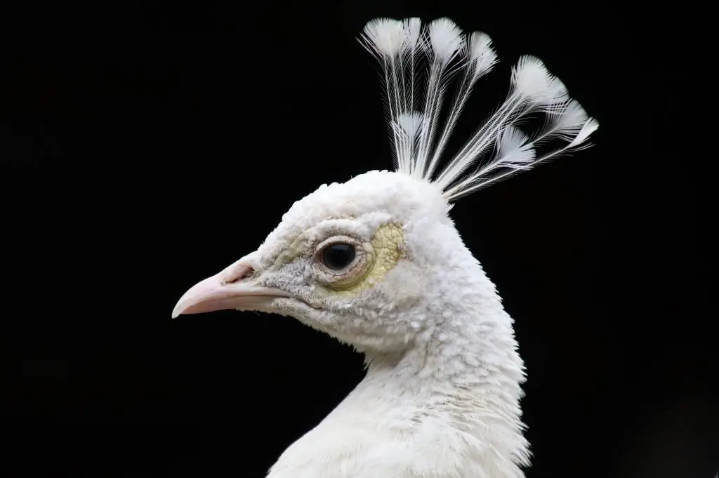 white peacock head