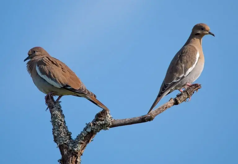 White-winged dove