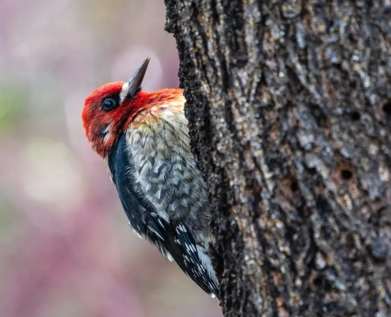 yellow bellied sapsucker