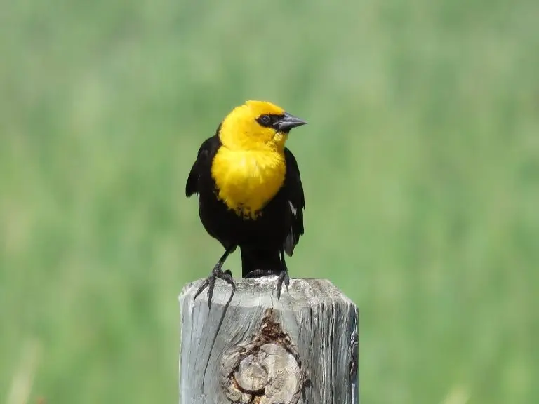 yellow headed blackbird