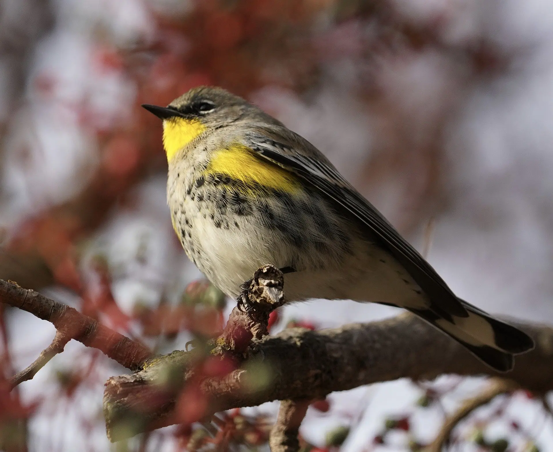 yellow rumped warbler