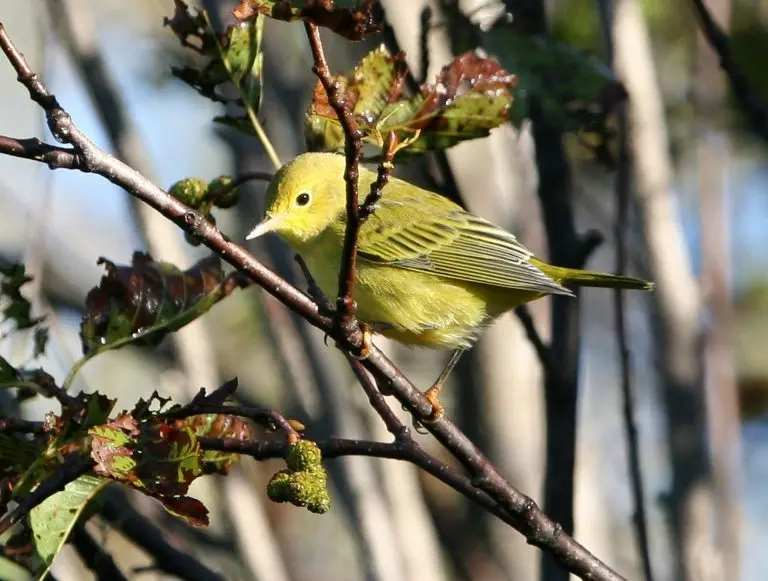 yellow warbler