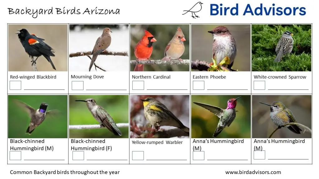 Backyard Bird Identification Worksheet Arizona page 1