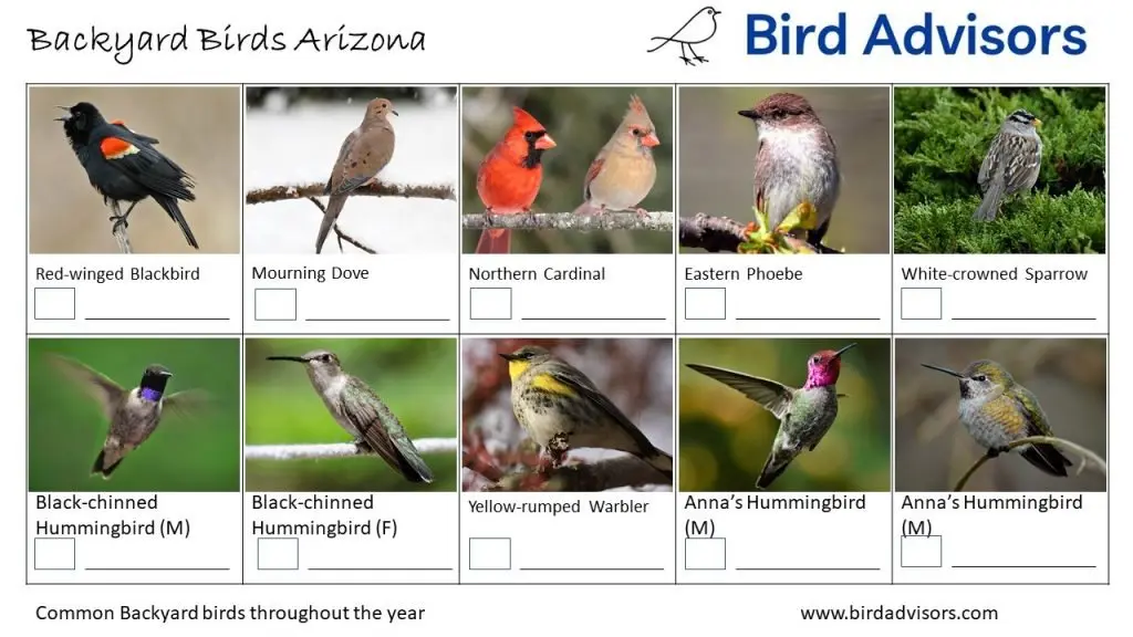 Top 27 Backyard Birds in Arizona (Free ID Chart) - Bird Advisors