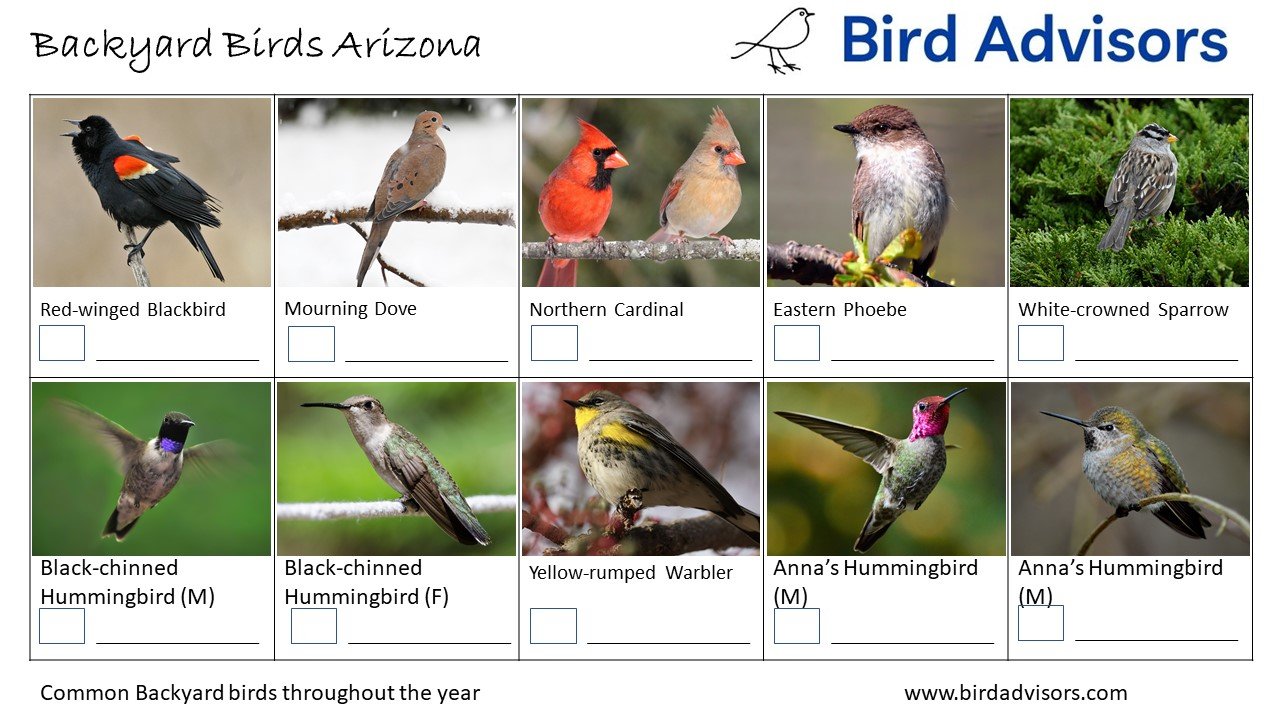 Backyard Birds Arizona ID Chart