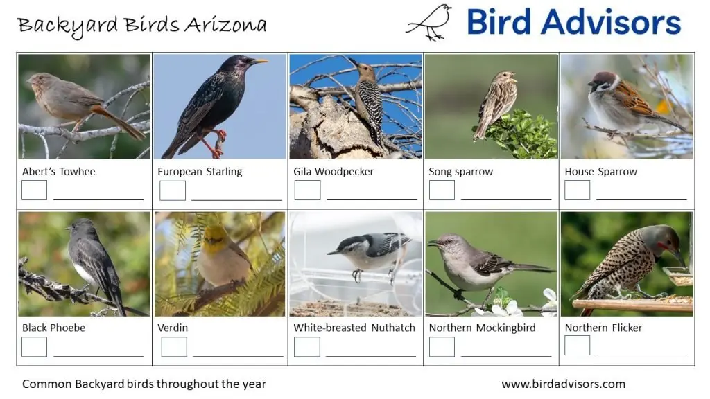 Backyard Bird Identification Worksheet Arizona page 2