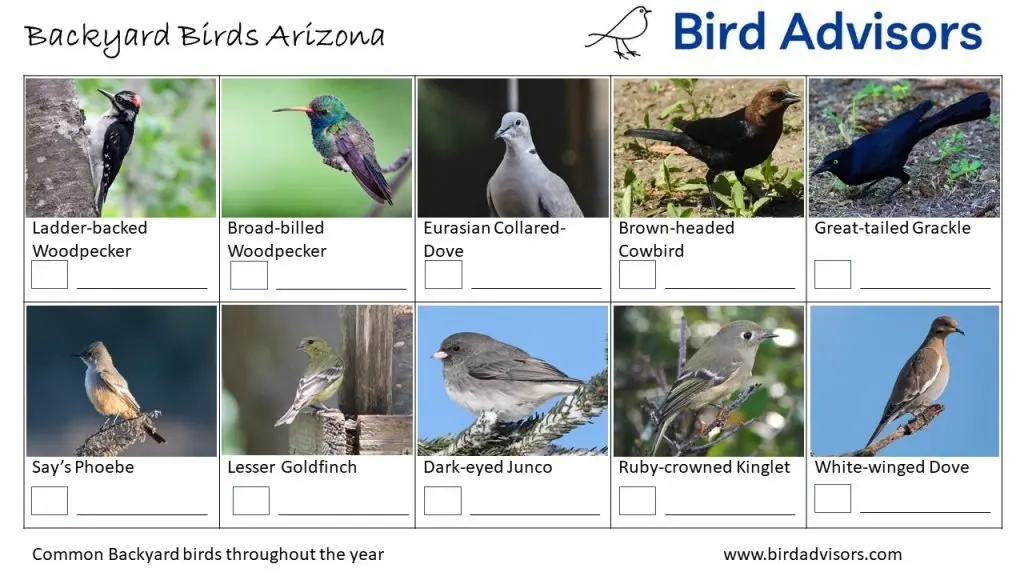 Backyard Bird Identification Worksheet Arizona page 3