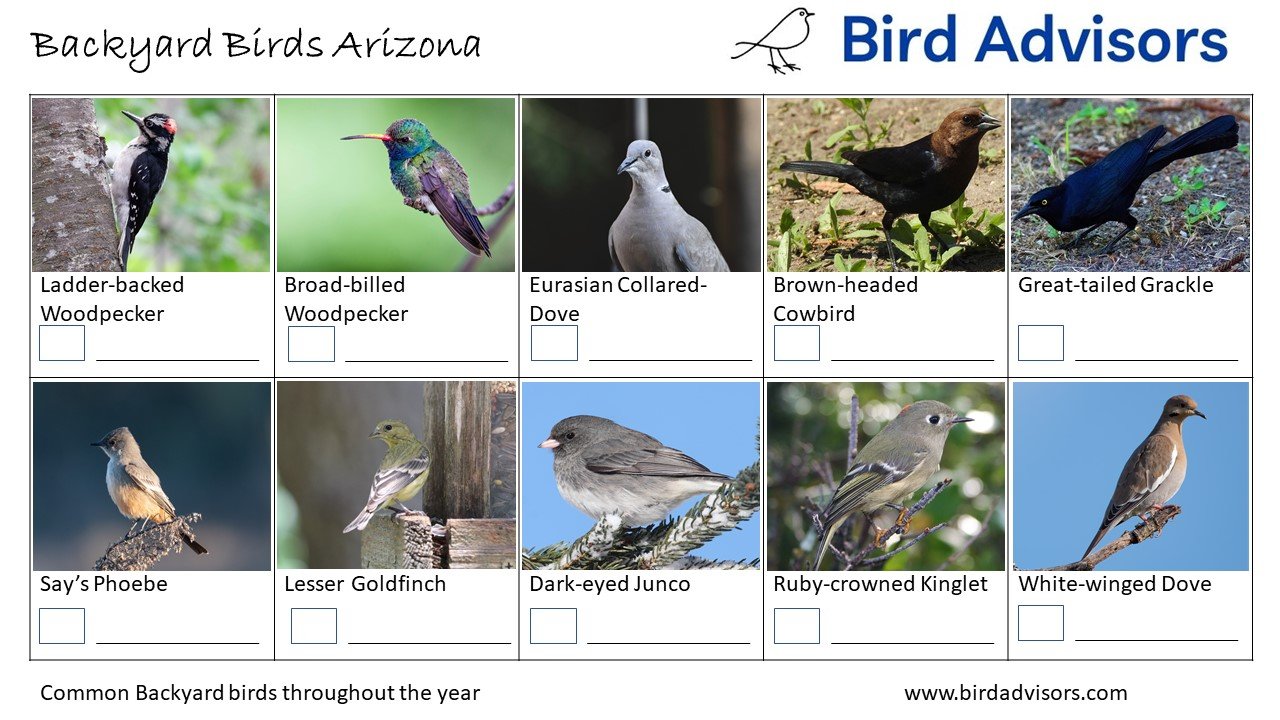 Top 33 Backyard Birds In Arizona Free ID Chart top-33-backyard-birds-in-arizona-free-id-chart