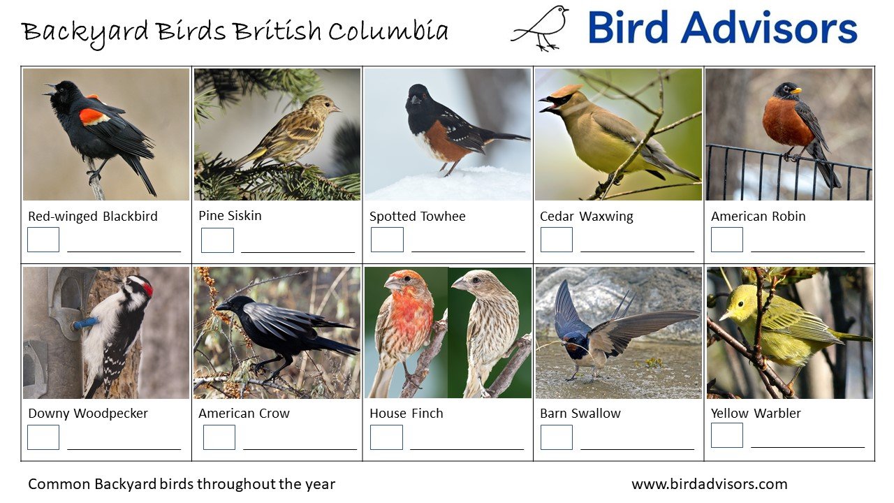 Backyard Birds Identification Chart Worksheet British Columbia Page 1