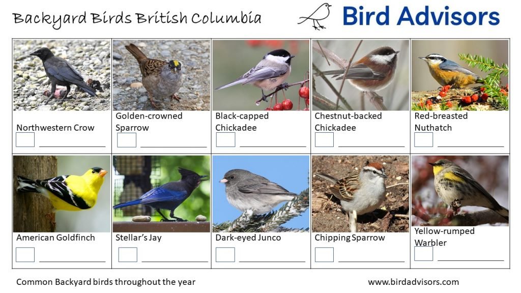 Backyard Birds Identification Worksheet British Columbia Page 3