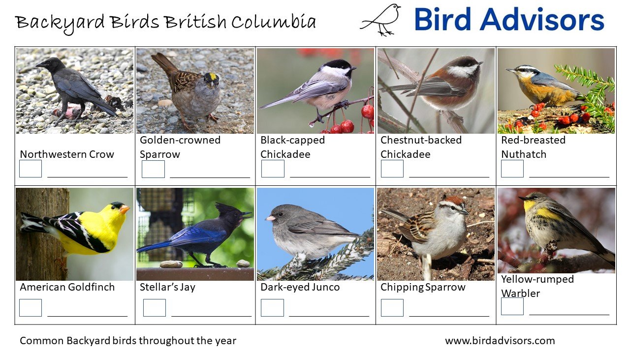 Top 31 Backyard Birds British Columbia (Free ID Chart)