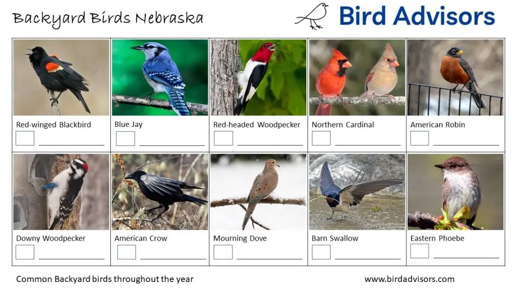 The common birds at bird feeders in Nebraska