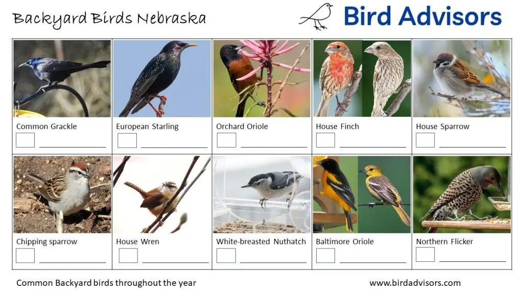 Backyard Birds Identification Worksheet Nebraska Page 2