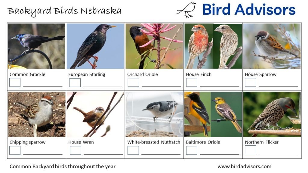 Backyard Birds Identification Worksheet Nebraska Page 2