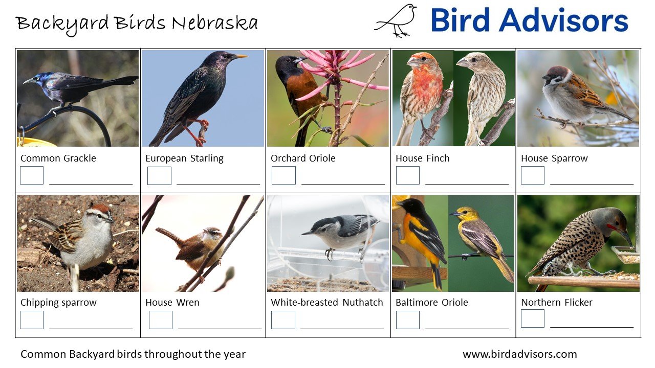 Top 33 Backyard Birds In Nebraska (Free ID Chart)