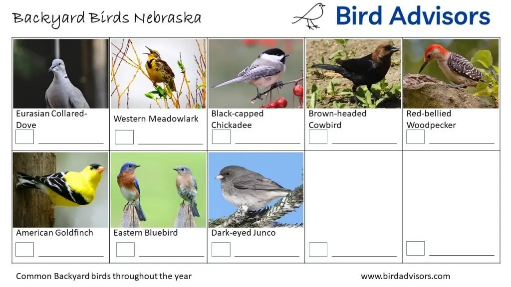 Backyard Birds Identification Worksheet Nebraska Page 3