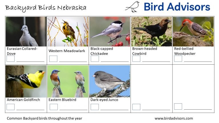 Top 33 Backyard Birds In Nebraska (Free ID Chart)