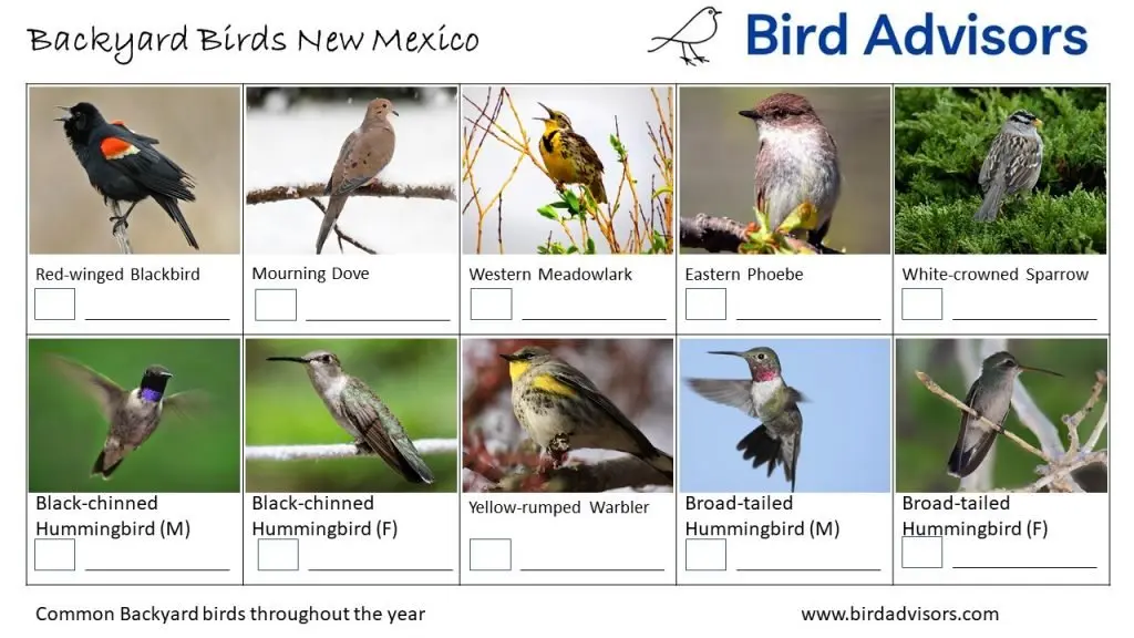 Backyard Birds New Mexico ID Chart Free