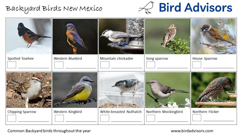 Backyard Birds Identification Worksheet New Mexico Page 2