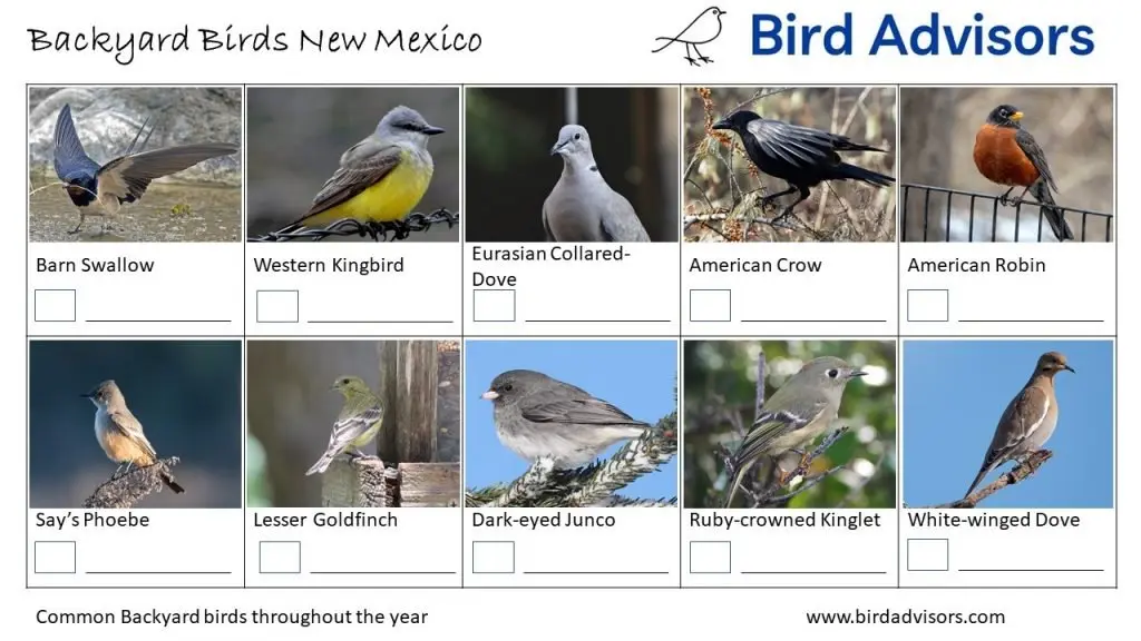 Backyard Birds Identification Worksheet New Mexico Page 3
