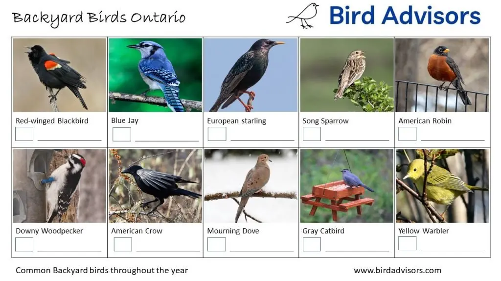 Backyard Birds Identification Chart Worksheet Ontario, Page 1