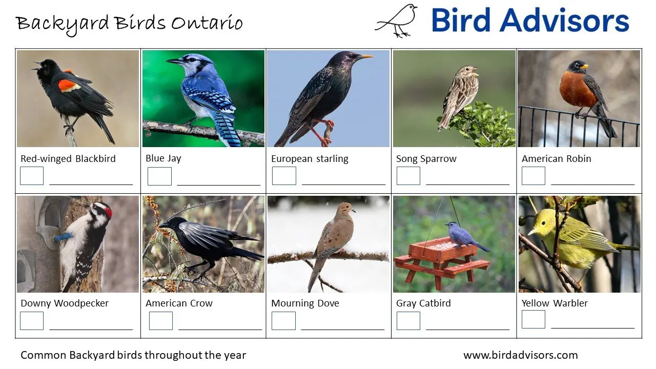 Backyard Birds Identification Chart Worksheet Ontario, Page 1