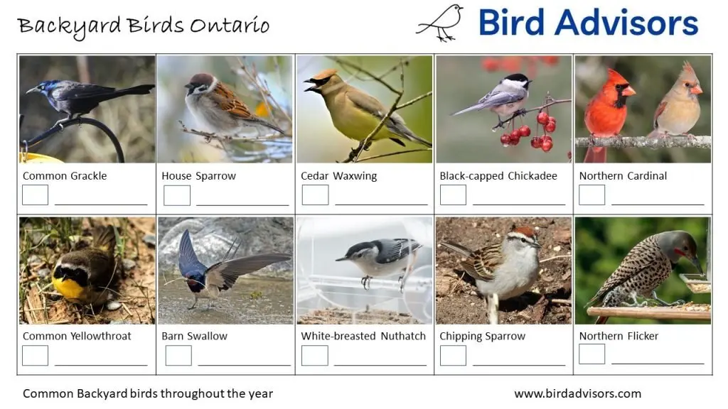 Backyard Birds Identification Worksheet Ontario, Canada Page 2