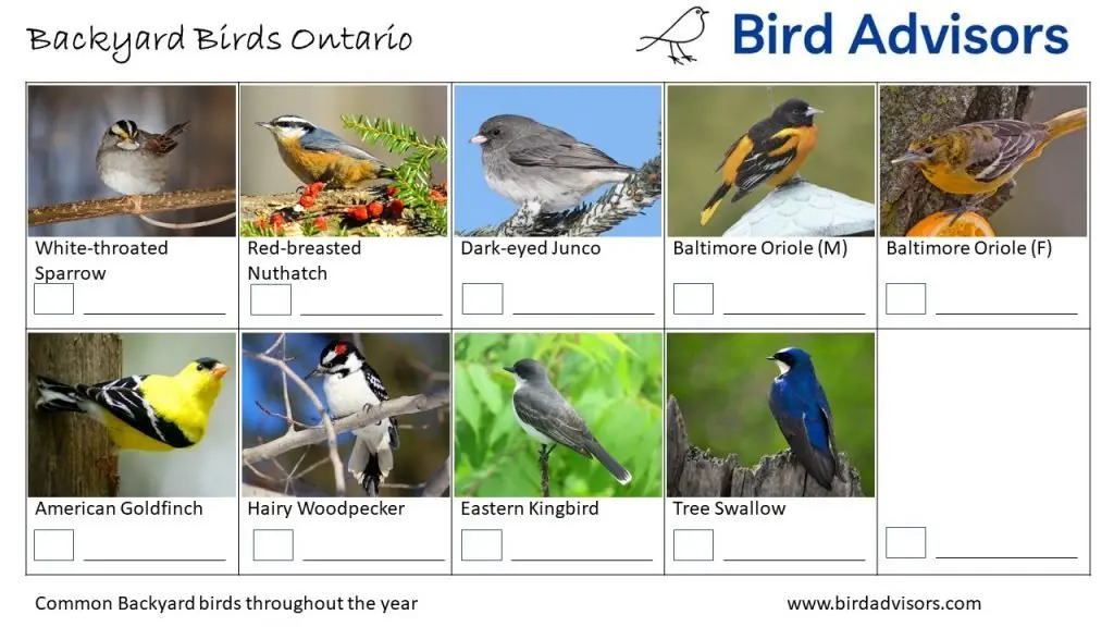 Backyard Birds Identification Worksheet Ontario, Canada Page 3