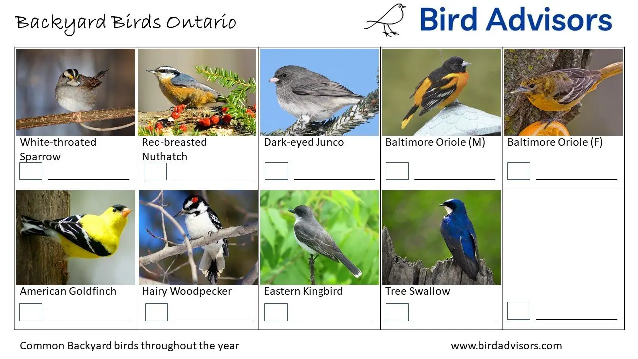 Top 31 Backyard Birds In Ontario (Free ID Chart)