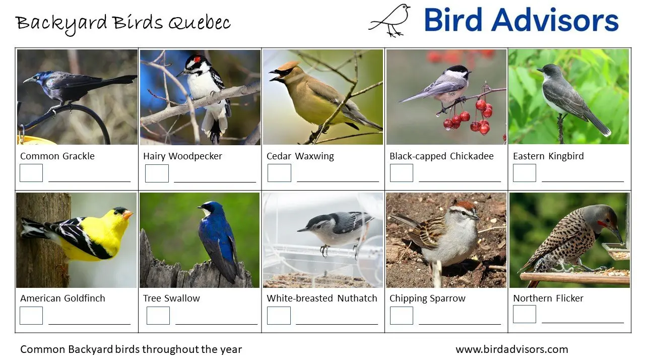 Top 31 Backyard Birds In Quebec (Free ID Chart)