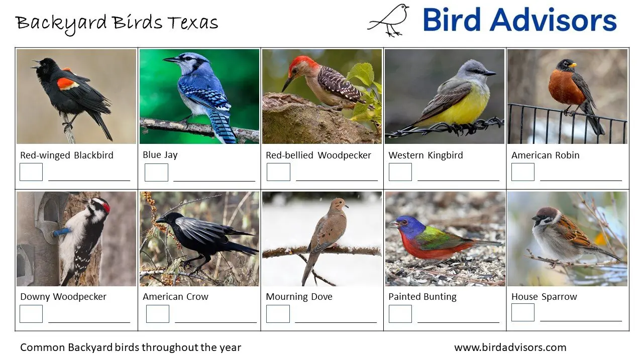 Top 32 Backyard Birds In Texas (Free ID Chart)