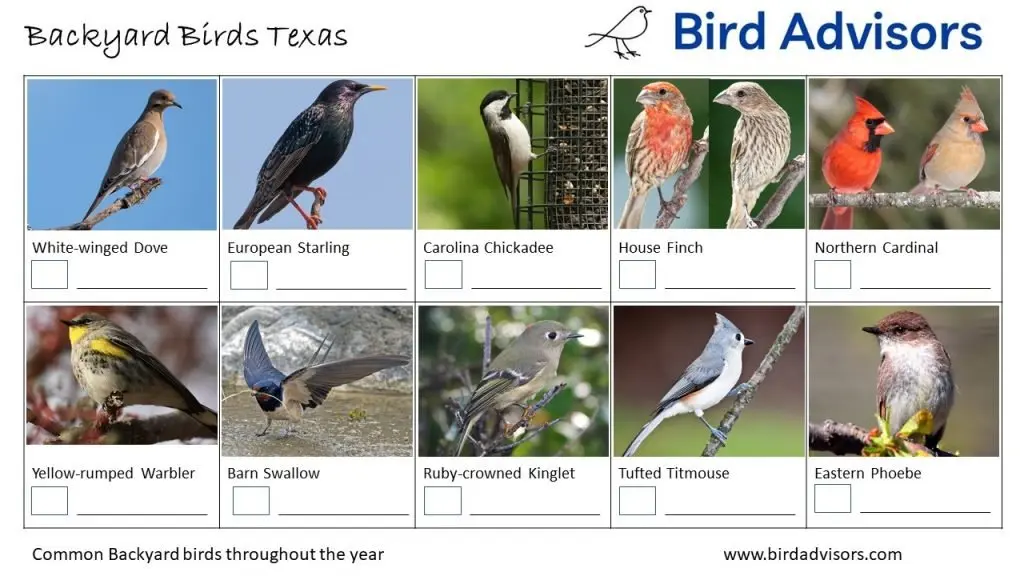Backyard Birds Identification Worksheet Texas Page 2