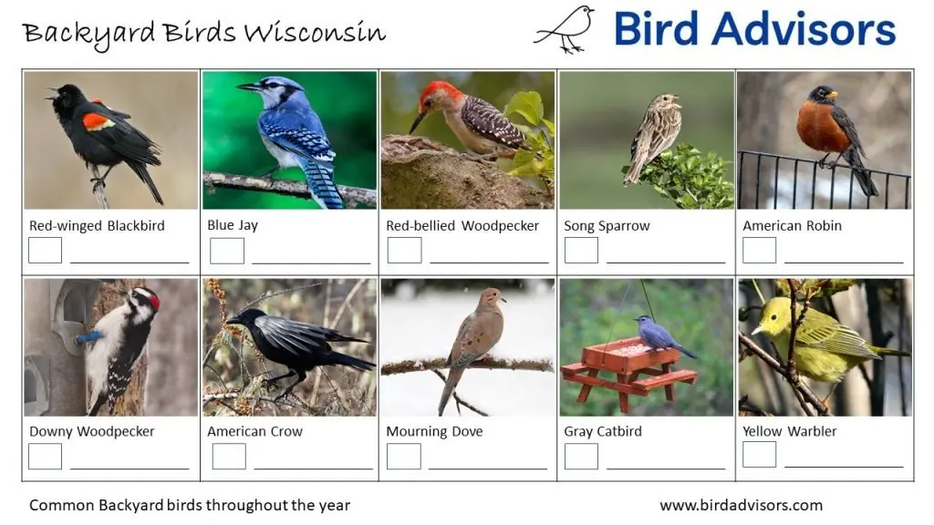 Backyard Birds Identification Worksheet Wisconsin Page 1