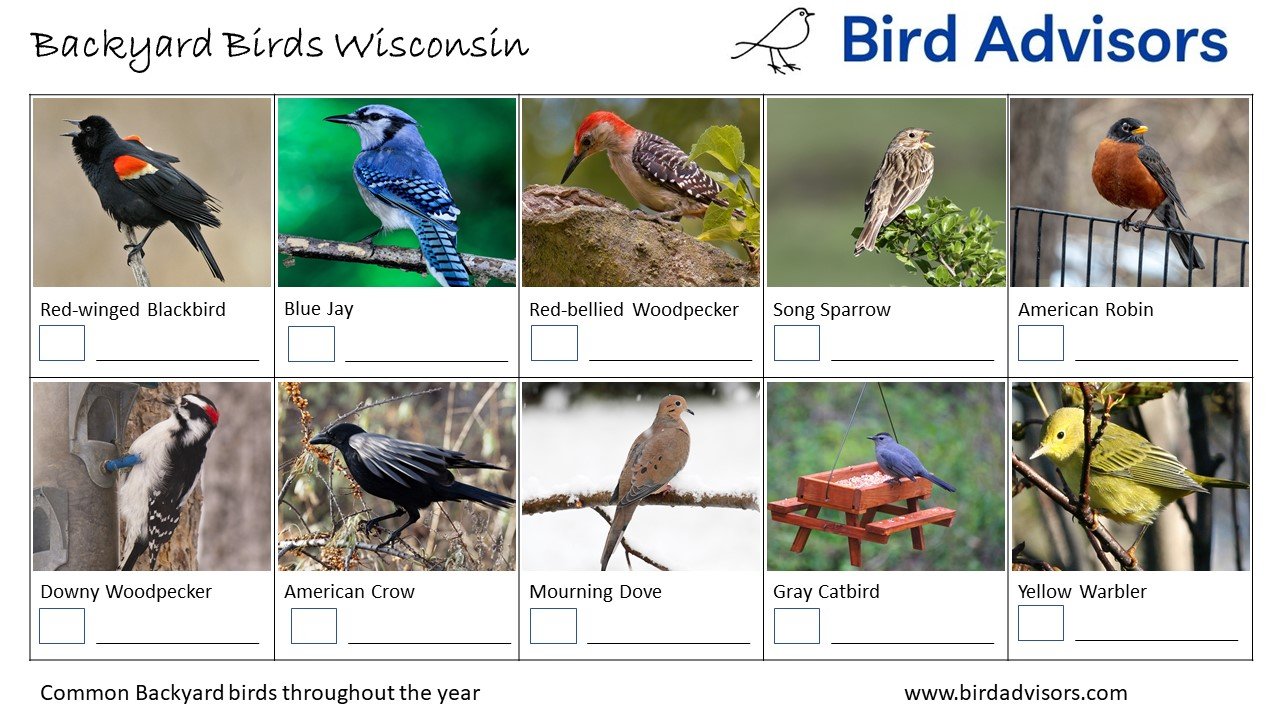 Backyard Birds Wisconsin ID chart