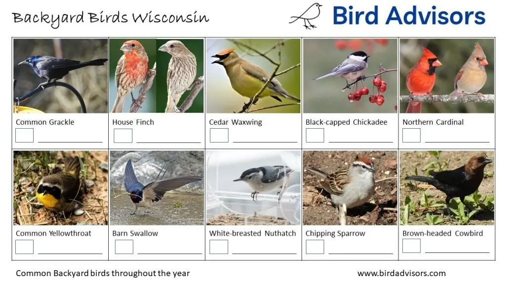 Backyard Birds Identification Worksheet