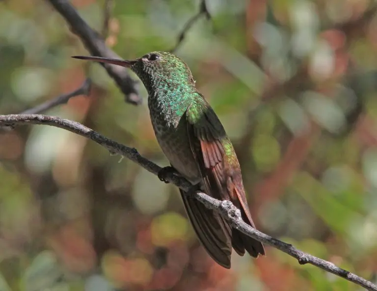 Berylline Hummingbird