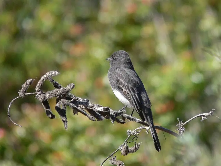 black phoebe