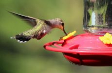 Best Hummingbird Feeders 2022