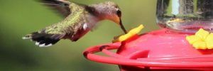 Best Hummingbird Feeders 2022